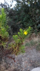Hypericum juniperinum