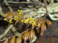 Dendrophylax porrectus