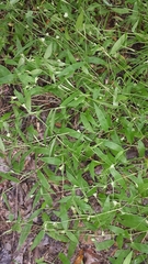 Thuarea perrieri
