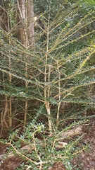 Hyperacanthus grevei