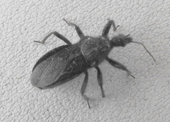 Coranus carbonarius