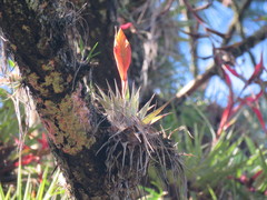 Tillandsia cryptopoda