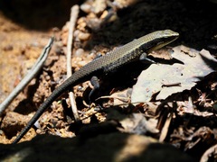 Eutropis lankae