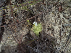 Pinguicula lilacina