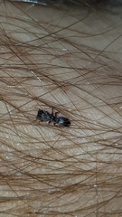 Cephalotes varians