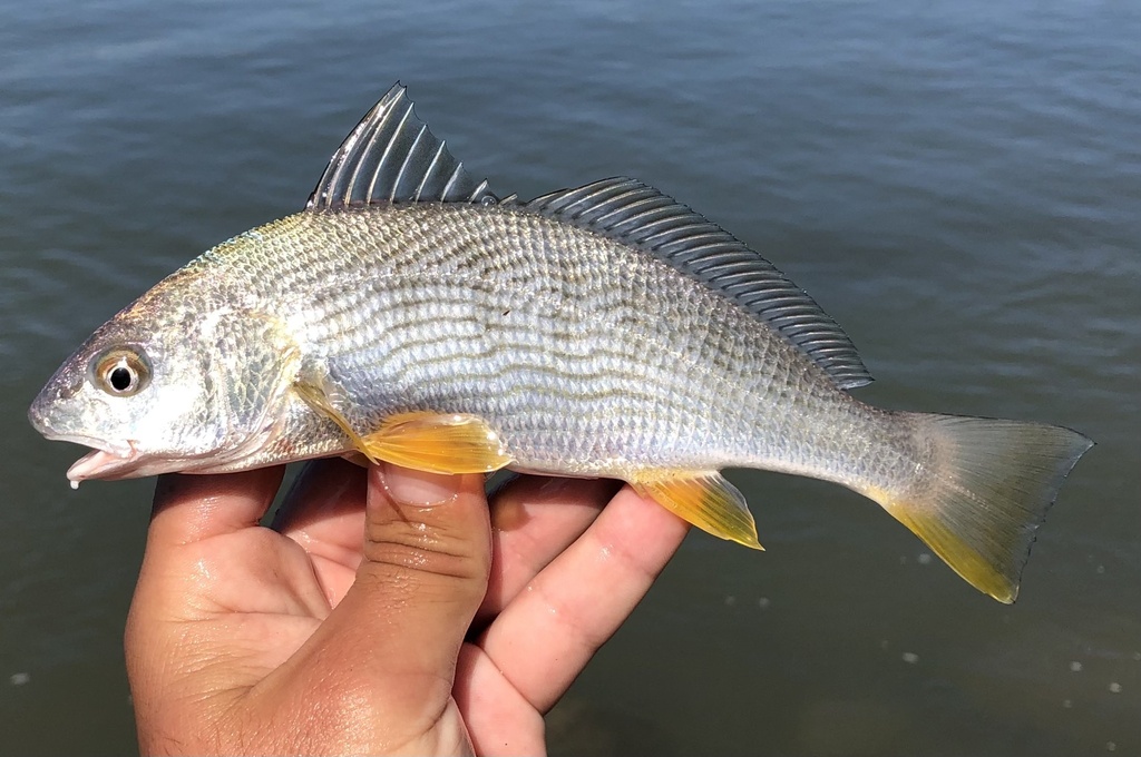 Yellowfin Croaker
