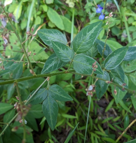 Image of Desmodium glabellum by (c) Alina Martin, some rights reserved (CC BY)
