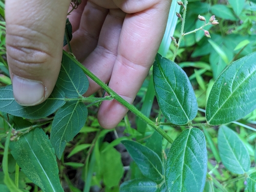 Image of Desmodium glabellum by (c) Alina Martin, some rights reserved (CC BY)