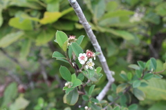 Malacomeles denticulata