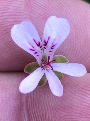Pelargonium patulum patulum