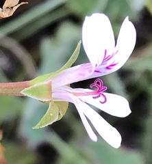 Pelargonium patulum patulum