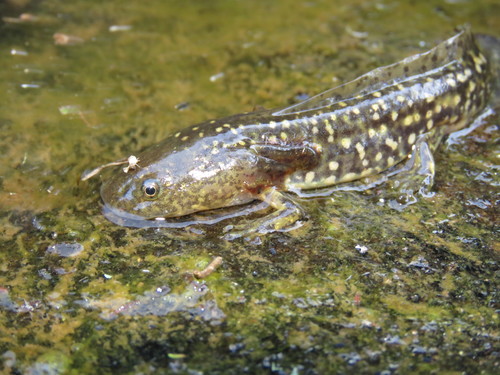 Mexican Tiger Salamander
