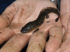 Ambystoma velasci