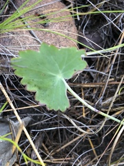 Pelargonium patulum patulum
