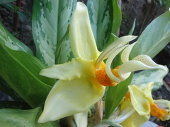 Stanhopea saccata