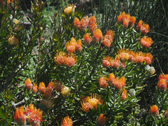 Leucospermum erubescens
