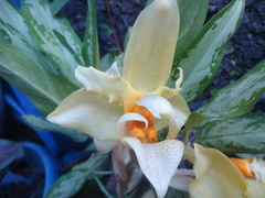 Stanhopea saccata
