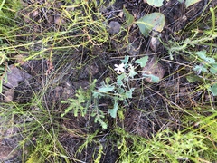 Pelargonium patulum patulum