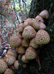 Pholiota squarrosa image
