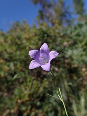 Campanula rotundifolia