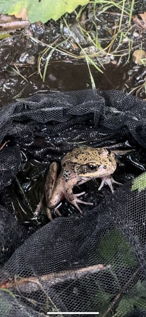 Northern Red Legged Frog From Valley Hwy Deming WA US On September 3