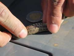 Sceloporus scalaris