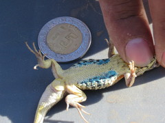 Sceloporus scalaris