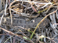 Sceloporus scalaris