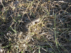 Sceloporus scalaris