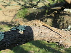 Sceloporus scalaris