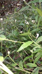 Thuarea perrieri