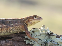 Sceloporus scalaris