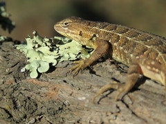 Sceloporus scalaris