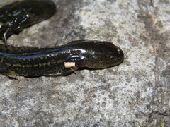 Ambystoma velasci
