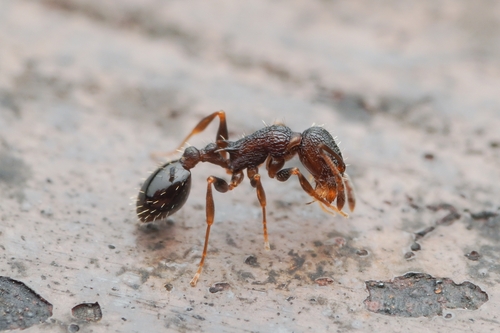 Temnothorax makoraTemnothorax makora