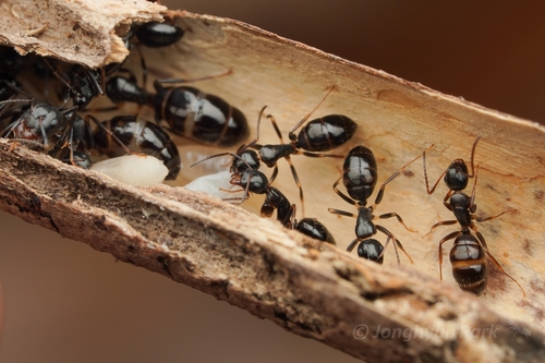 毕氏弓背蚁Camponotus bishamon