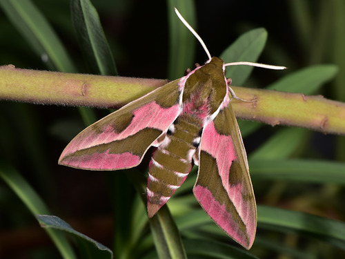 Leafy Spurge Hawkmoth
