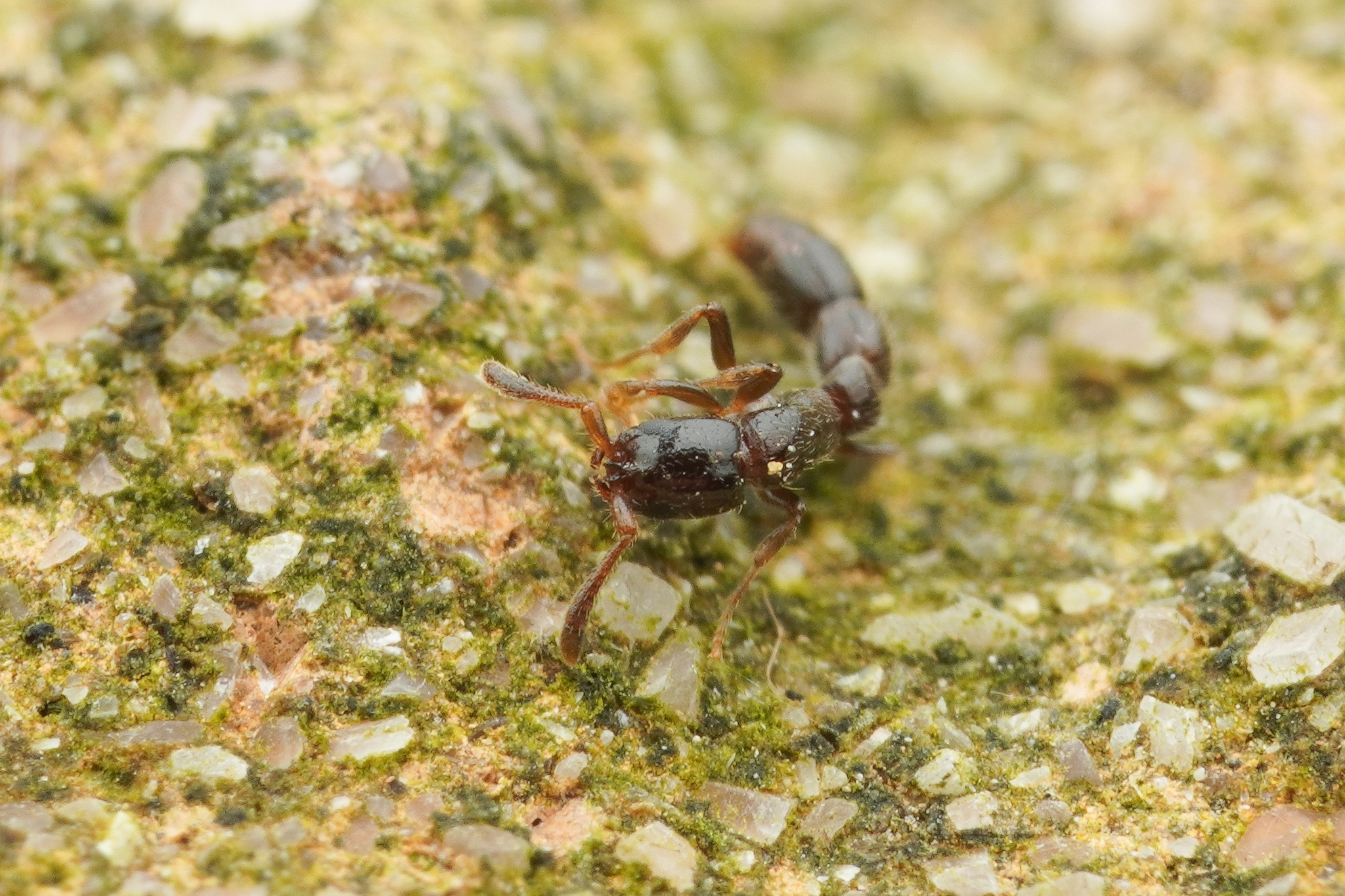 Lioponera daikoku