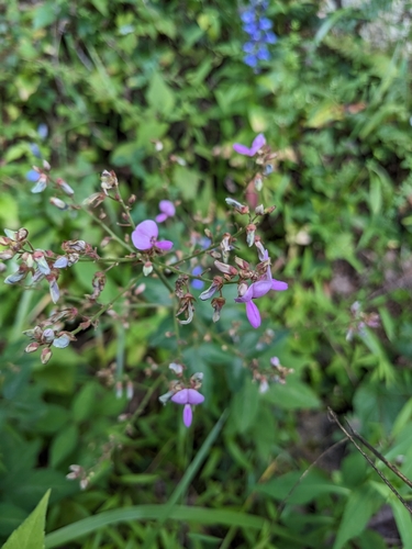 Image of Desmodium glabellum by (c) Alina Martin, some rights reserved (CC BY)