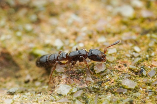 Lioponera daikokuLioponera daikoku