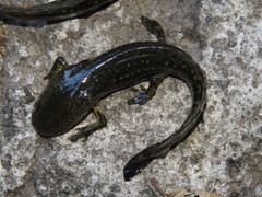 Ambystoma velasci