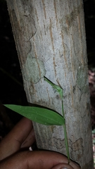 Thuarea perrieri