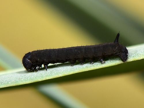 Leafy Spurge Hawkmoth