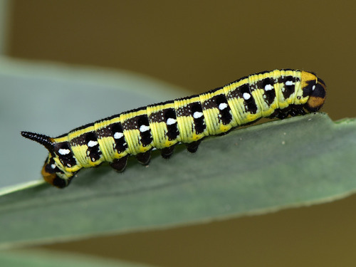 Leafy Spurge Hawkmoth