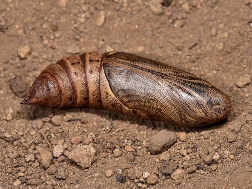 Leafy Spurge Hawkmoth