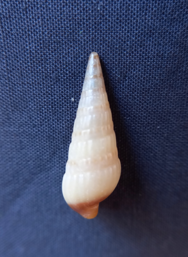 Duplicaria ustulata