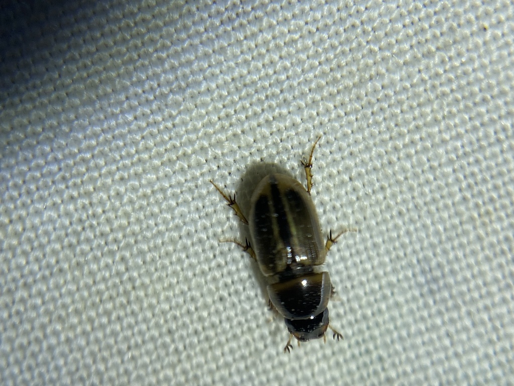 Labarrus pseudolividus