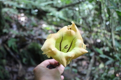 Solandra grandiflora