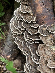 Trametes versicolor image