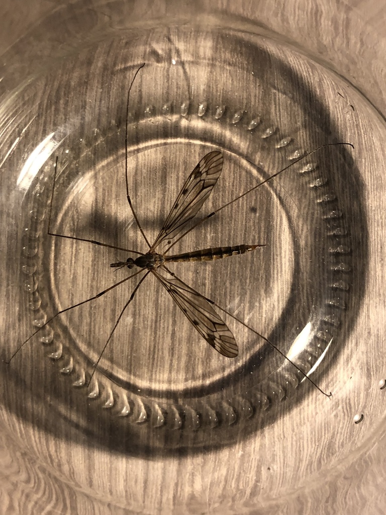 Tipula austroandina